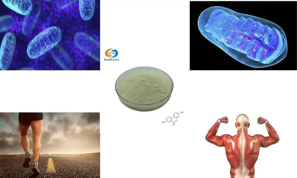 How Urolithin A Powder Boosts Cellular Health and Longevity?